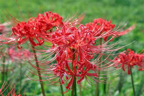 彼岸花開花|彼岸花（ヒガンバナ）とは ＜花言葉・由来・開花時期などを紹。